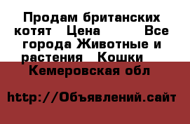 Продам британских котят › Цена ­ 500 - Все города Животные и растения » Кошки   . Кемеровская обл.